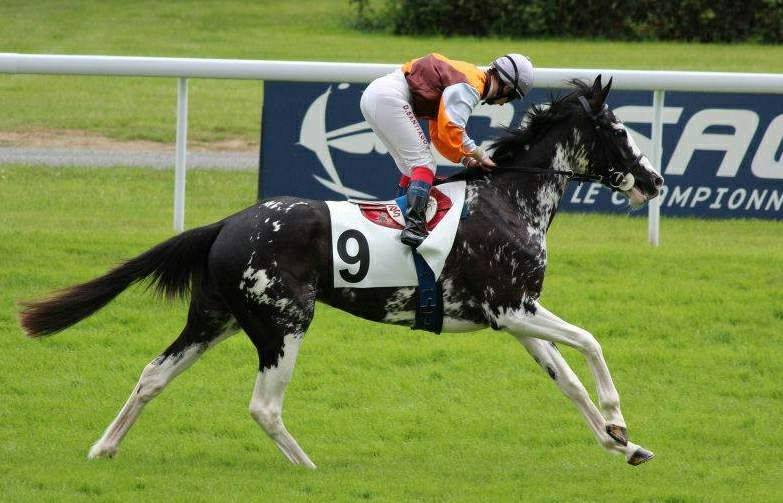 Painted Ballerina (sired by Paint the Cat) - Coloured Racehorse